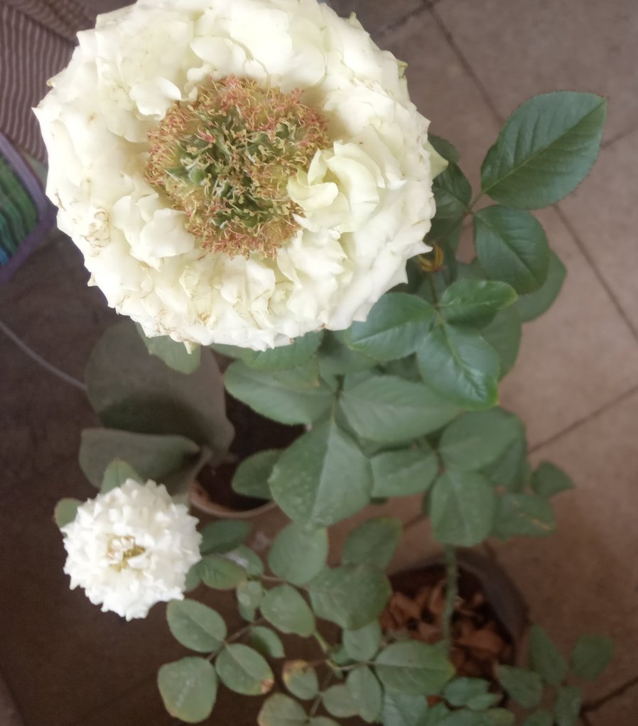 सुप्रभात Good morning message

